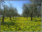 foto Paesaggi Collinari in Primavera